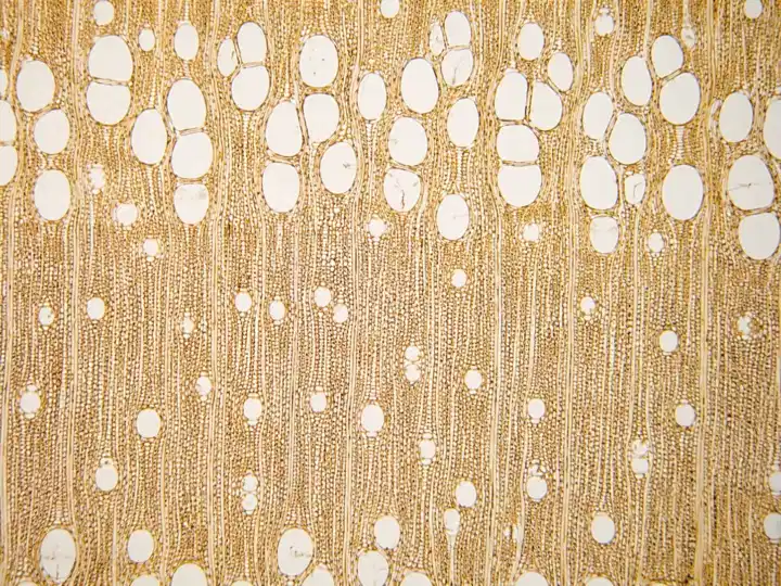 Structura microscopica Frasin