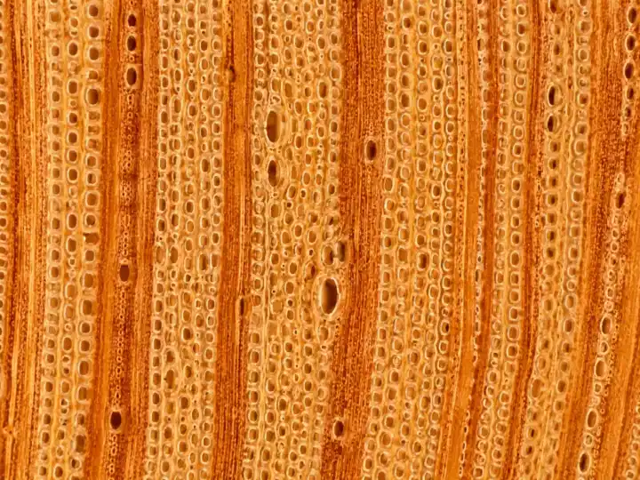 Structura microscopica Larice