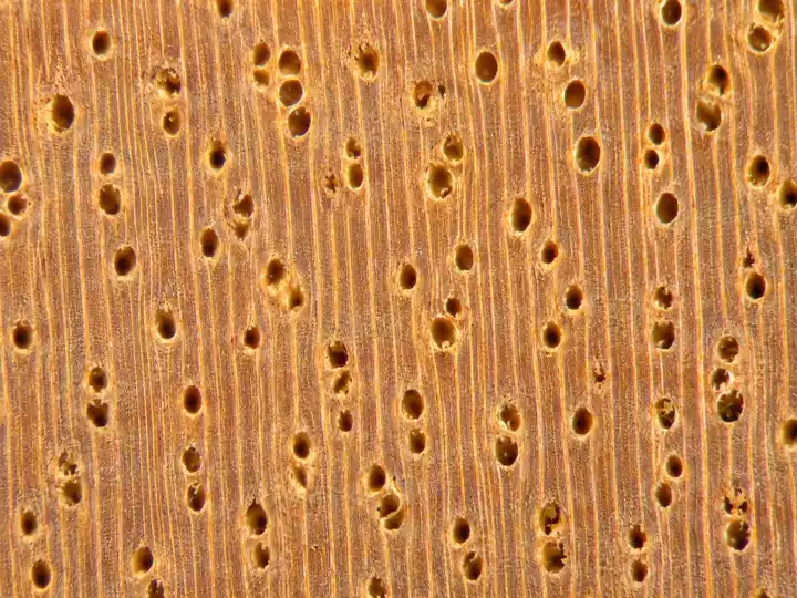 Structura microscopica Meranti