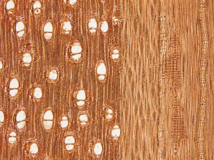 Structura microscopica Merbau