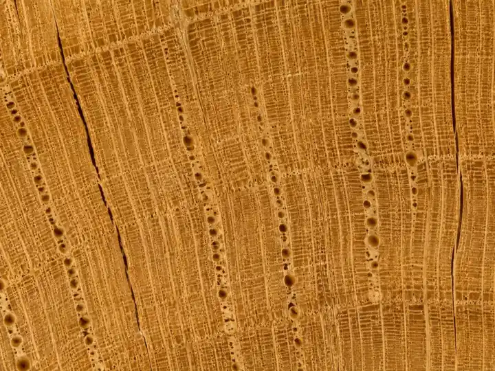 Structura microscopica Stejar